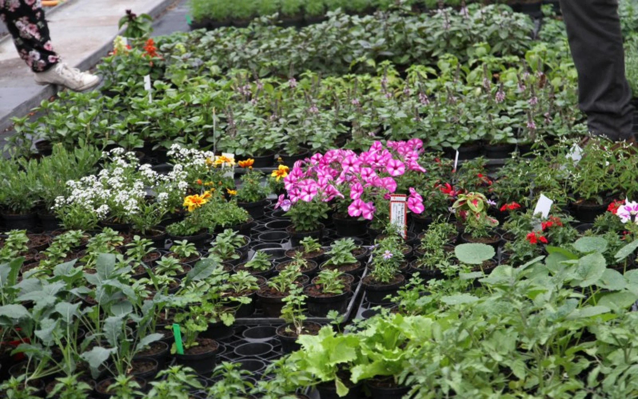 2021Mein Hausgarten_OG PragsSBO 30_800x533.JPG